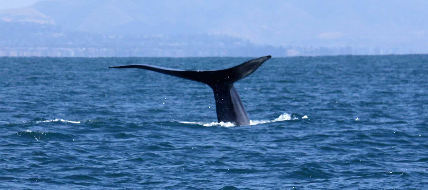 whale-of-advantage-home-loans