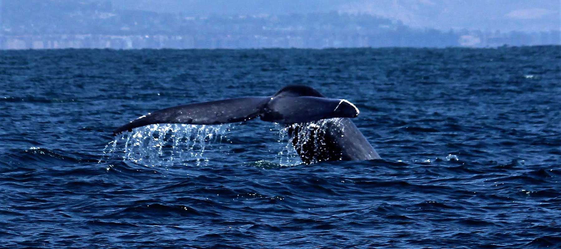 whale-of-an-advantage-home-loans